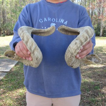26" & 27" Matching Pair of B-Grade Sheep Horns 