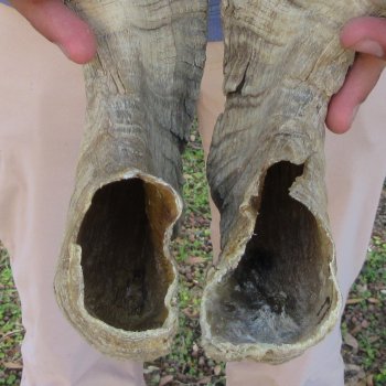 26" & 27" Matching Pair of B-Grade Sheep Horns 