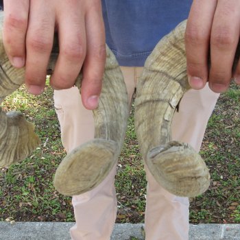 26" & 27" Matching Pair of B-Grade Sheep Horns 