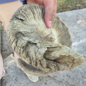 26" & 27" Matching Pair of B-Grade Sheep Horns 