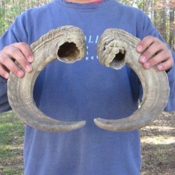 25" & 26" Matching Pair Ram Sheep Horns