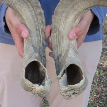 25" & 26" Matching Pair Ram Sheep Horns