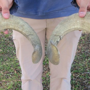 25" & 26" Matching Pair Ram Sheep Horns