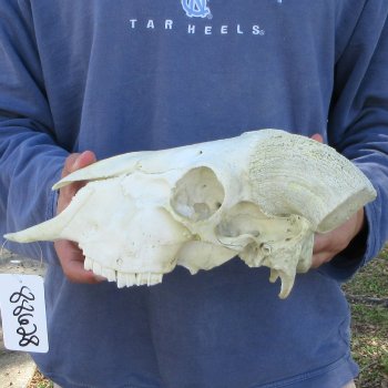 11" African Merino Ram/Sheep Skull with NO Horns 