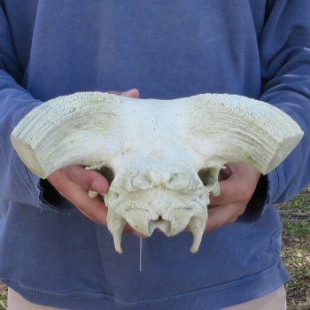 11" African Merino Ram/Sheep Skull with NO Horns 