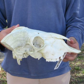 11" African Merino Ram/Sheep Skull with NO Horns 