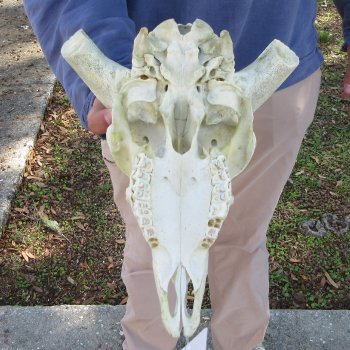 11" African Merino Ram/Sheep Skull with NO Horns 
