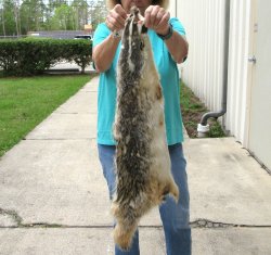 North American Badger Fur Pelt, Tanned Hide