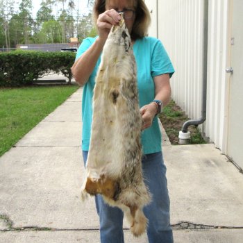 35" North American Badger Fur Pelt, Tanned Hide