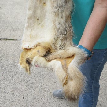 35" North American Badger Fur Pelt, Tanned Hide