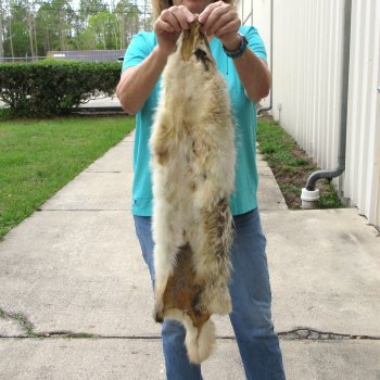 36" North American Badger Fur Pelt, Tanned Hide
