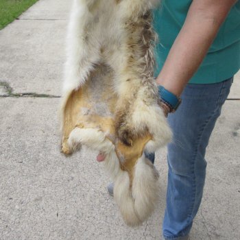 36" North American Badger Fur Pelt, Tanned Hide