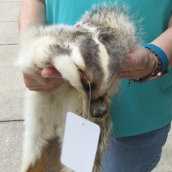 36" North American Badger Fur Pelt, Tanned Hide