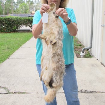32" North American Badger Fur Pelt, Tanned Hide