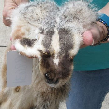 32" North American Badger Fur Pelt, Tanned Hide