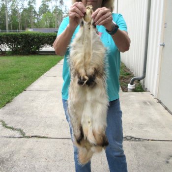 33" North American Badger Fur Pelt, Tanned Hide