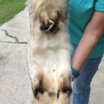 33" North American Badger Fur Pelt, Tanned Hide