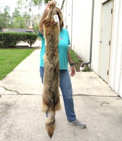 59" Soft Tanned Coyote Pelt, Hide, Skin 