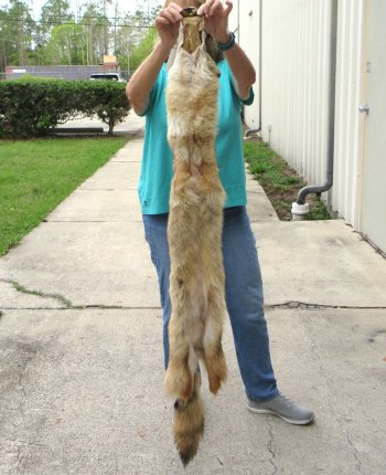 59" Soft Tanned Coyote Pelt, Hide, Skin 