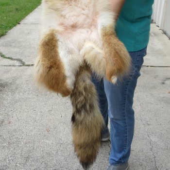 59" Soft Tanned Coyote Pelt, Hide, Skin 