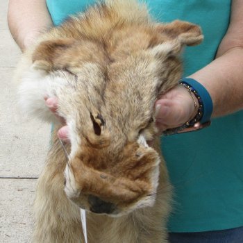 59" Soft Tanned Coyote Pelt, Hide, Skin 