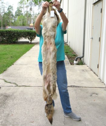 59-1/2 Soft Tanned Coyote Pelt, Hide, Skin 