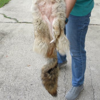 59-1/2 Soft Tanned Coyote Pelt, Hide, Skin 