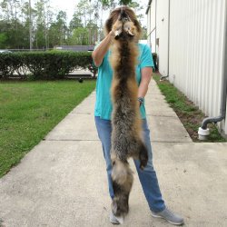 Cross Fox Pelt, Tanned Hide