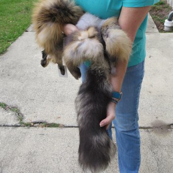 52" Cross Fox Pelt, Tanned Hide
