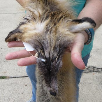 52" Cross Fox Pelt, Tanned Hide