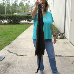 43-1/2 inch Otter S...