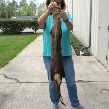 43-1/2 inch Otter Skin/Pelt