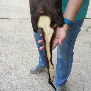 43-1/2 inch Otter Skin/Pelt