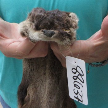 43-1/2 inch Otter Skin/Pelt