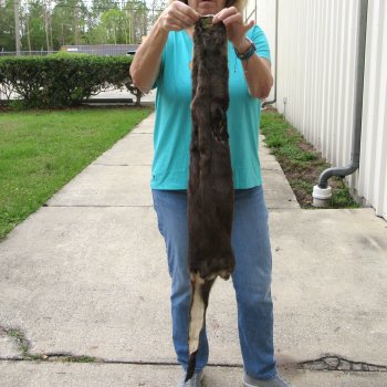 43 inch Otter Skin/Pelt