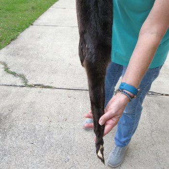 43 inch Otter Skin/Pelt