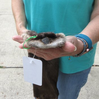 43 inch Otter Skin/Pelt