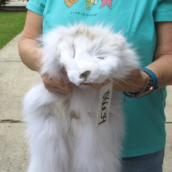 44" Artic Fox Fur Pelt, Tanned Hide 