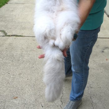 42" Artic Fox Fur Pelt, Tanned Hide 