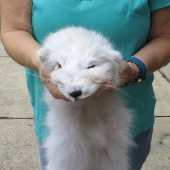 42" Artic Fox Fur Pelt, Tanned Hide 