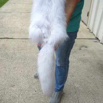 42-1/2" Artic Fox Fur Pelt, Tanned Hide 