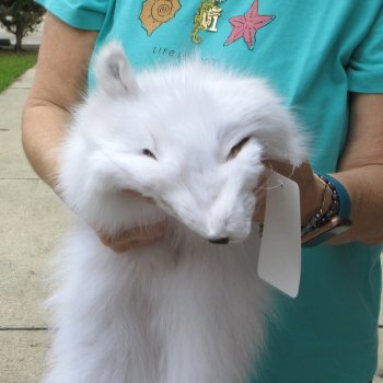 42-1/2" Artic Fox Fur Pelt, Tanned Hide 