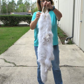 40" Artic Fox Fur Pelt, Tanned Hide 