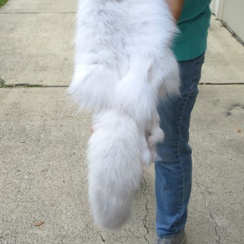 40" Artic Fox Fur Pelt, Tanned Hide 