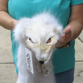 40" Artic Fox Fur Pelt, Tanned Hide 