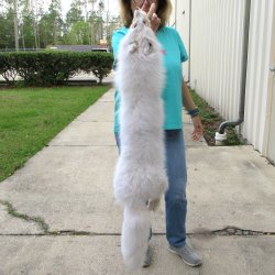 43" Artic Fox ...