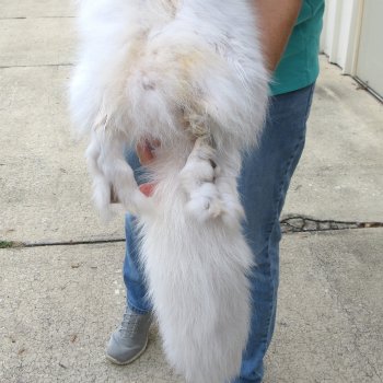 43" Artic Fox Fur Pelt, Tanned Hide 