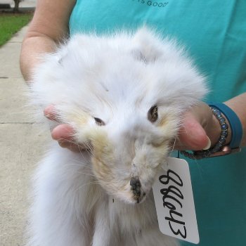 43" Artic Fox Fur Pelt, Tanned Hide 