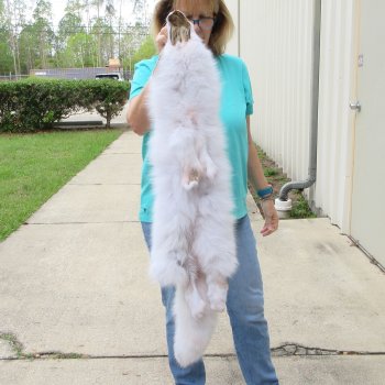 41" Artic Fox Fur Pelt, Tanned Hide 