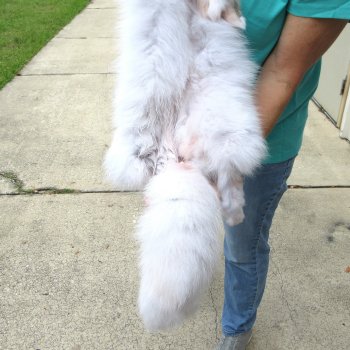 41" Artic Fox Fur Pelt, Tanned Hide 